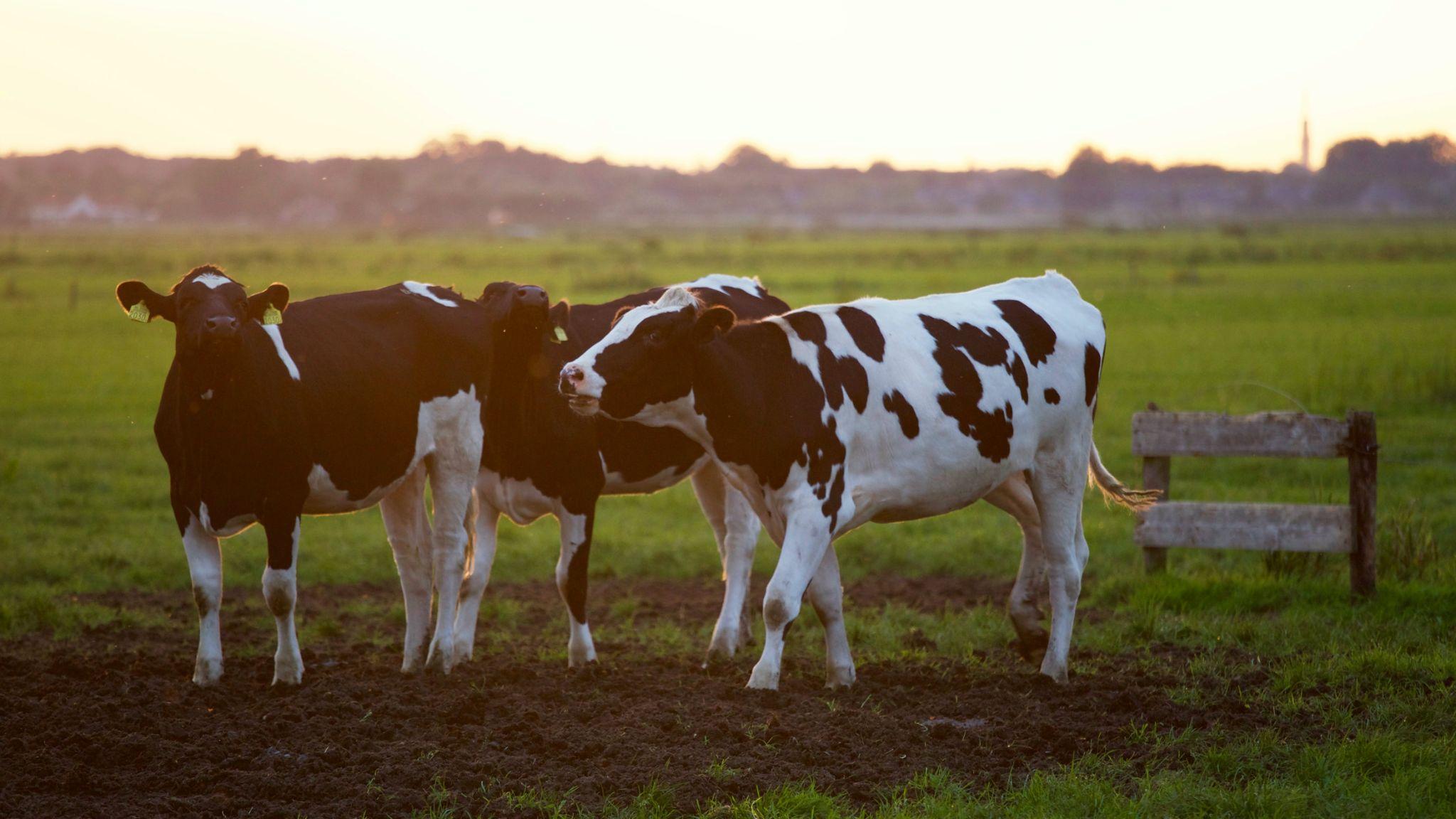 Moo-ving Towards the Best: A Guide to Nourishing Healthy Cattle